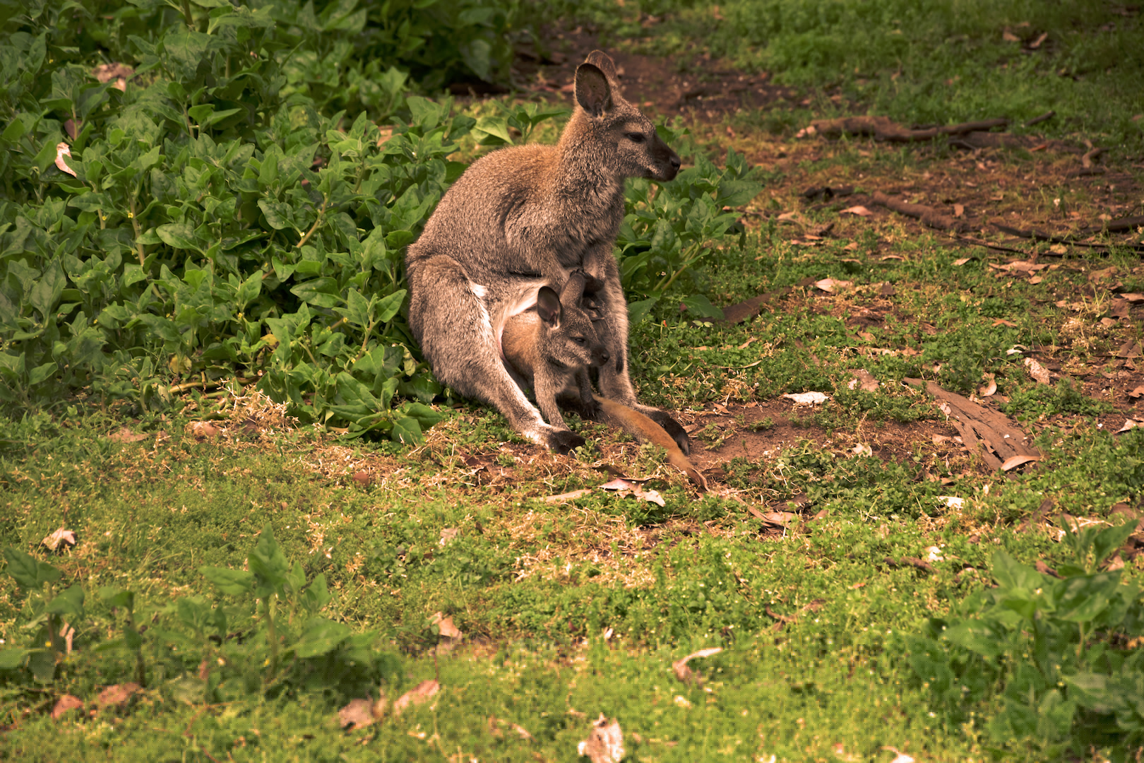 Phillip Island Phillip Island letzte Tage Melbourne Take a step
