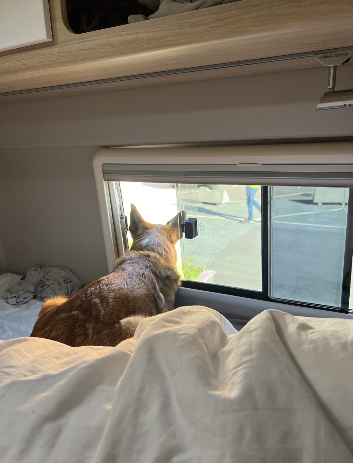 hello dogs!