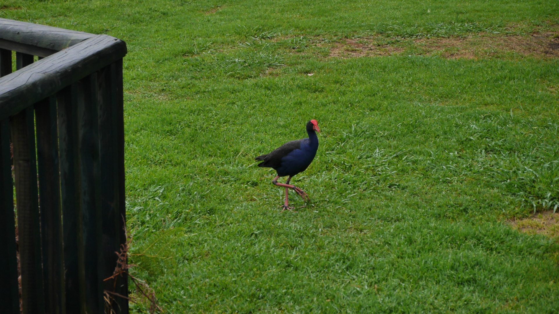 Der Pūkeko riecht es anscheinend nicht