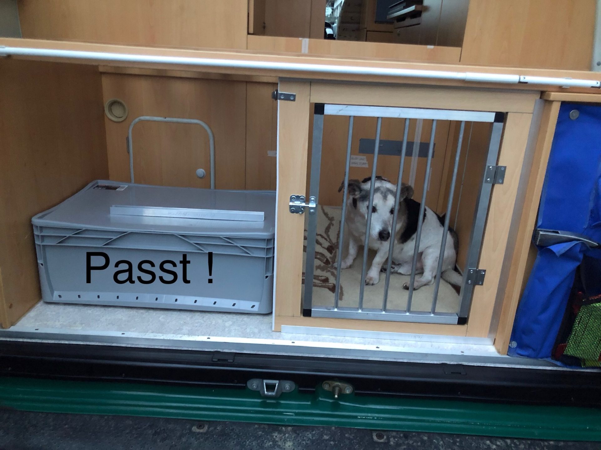 Nelson musste als Musterhund herhalten
