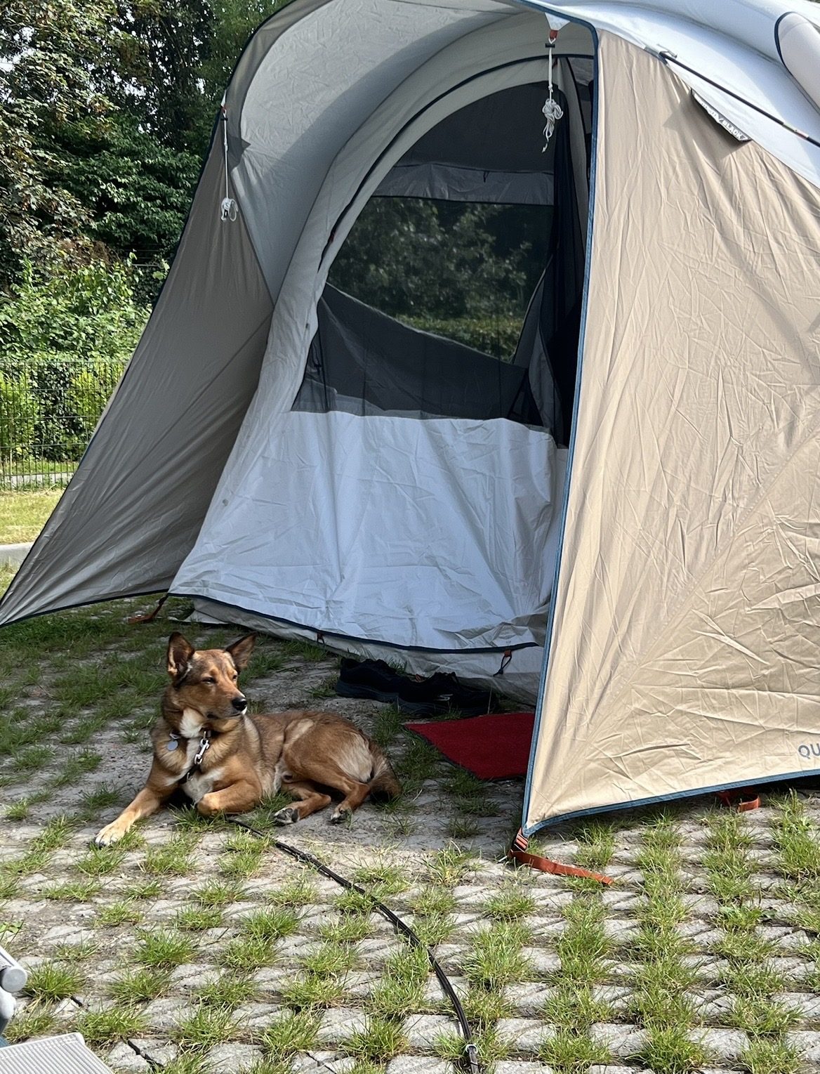 ein Hund, ein Zelt