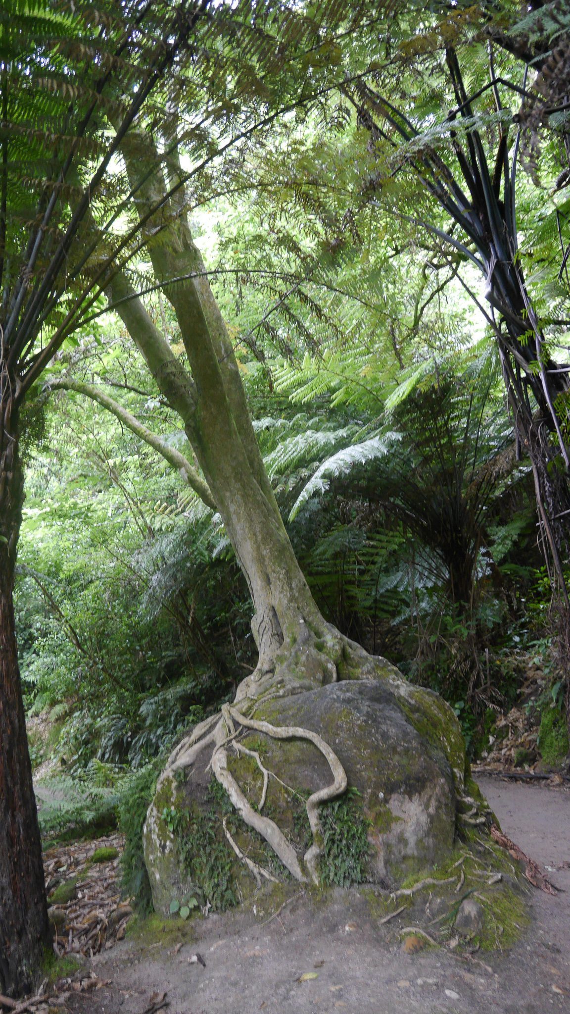 Der Weg zu Cathedral Cove