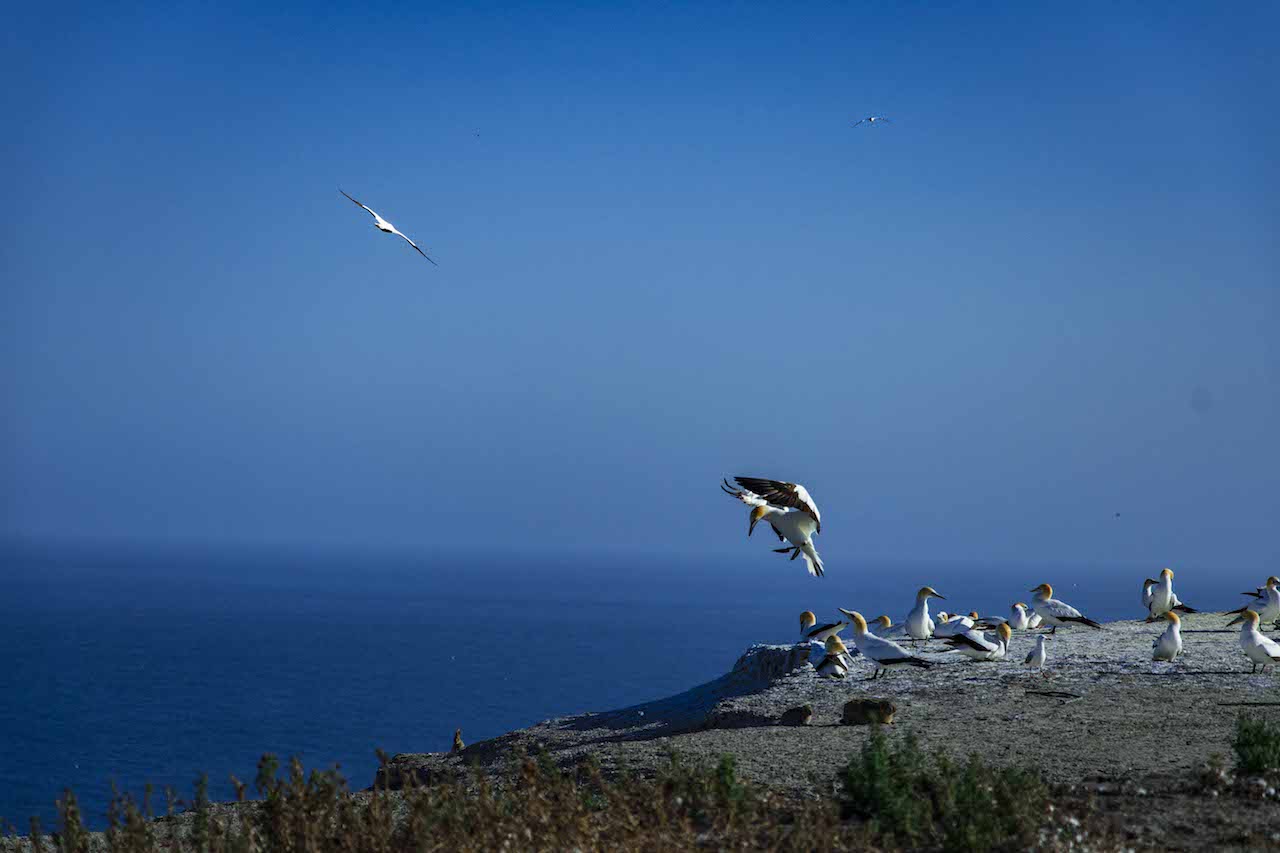 Cape Kidnappers