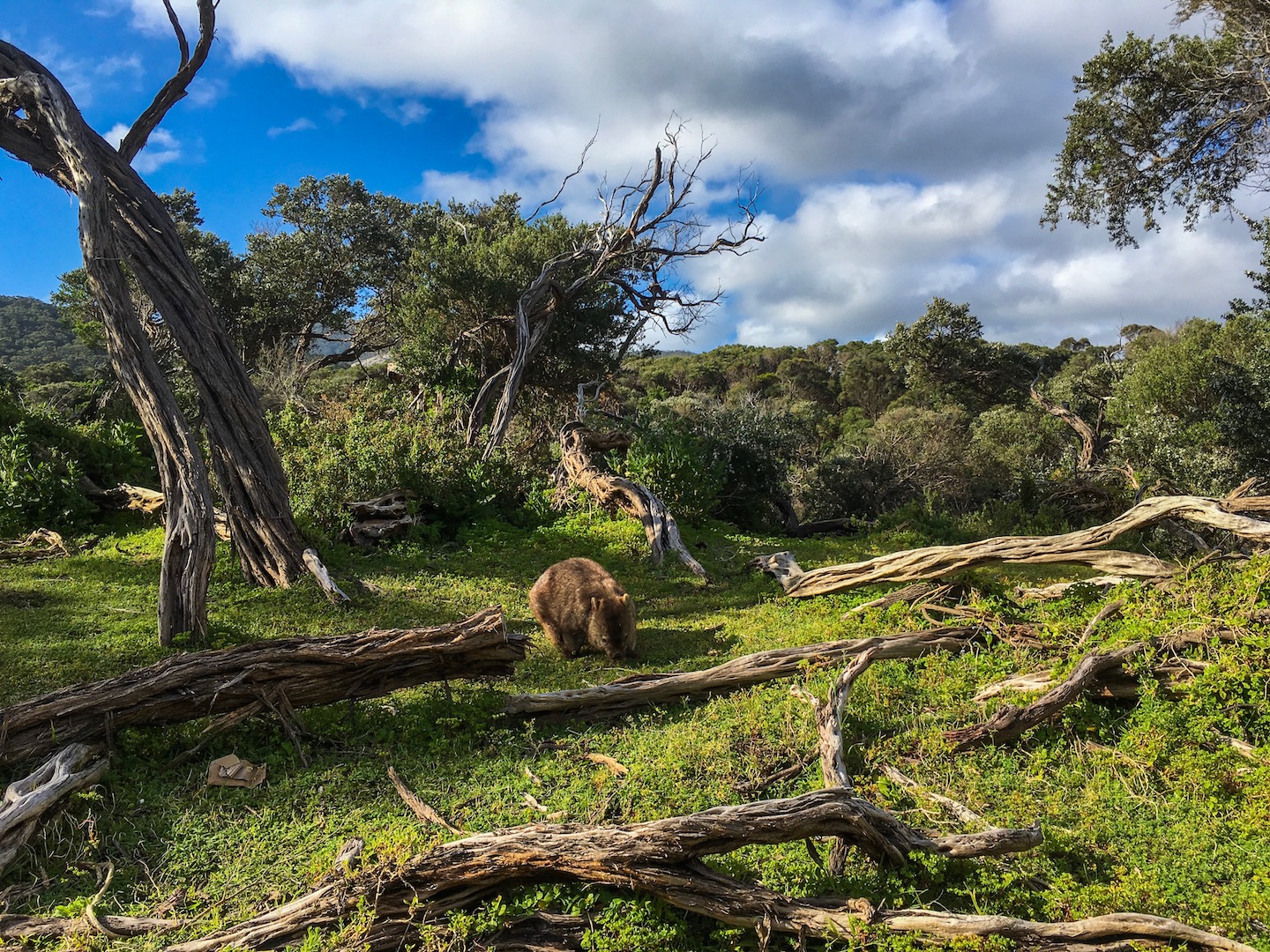 Wombat im Nationalpark Take a step - Australien - Eden - Sydney - Melbourne